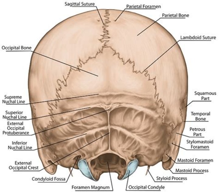 Does the occipital bone forms from intramembranous ossification?