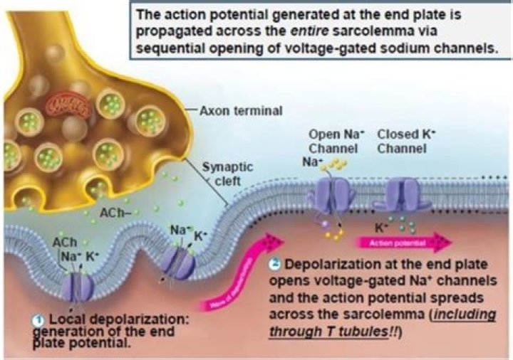 During depolarization of the sarcolemma?