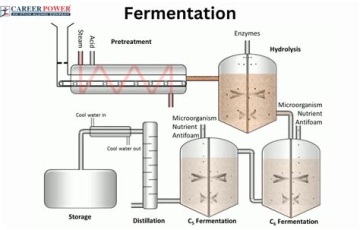 During fermentation malt is used to consume sugar?