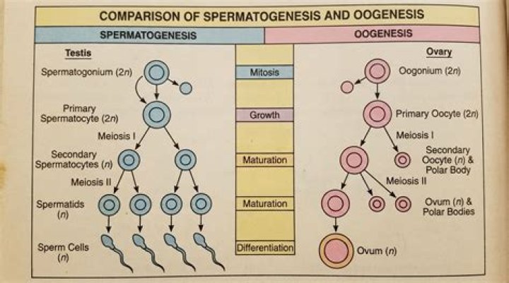 During spermatogenesis polar bodies are formed?