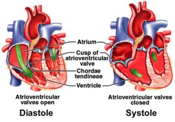 During systole the tricuspid valve is closed?