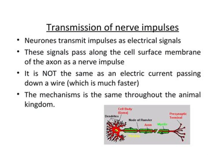During transmission of nerve impulse?