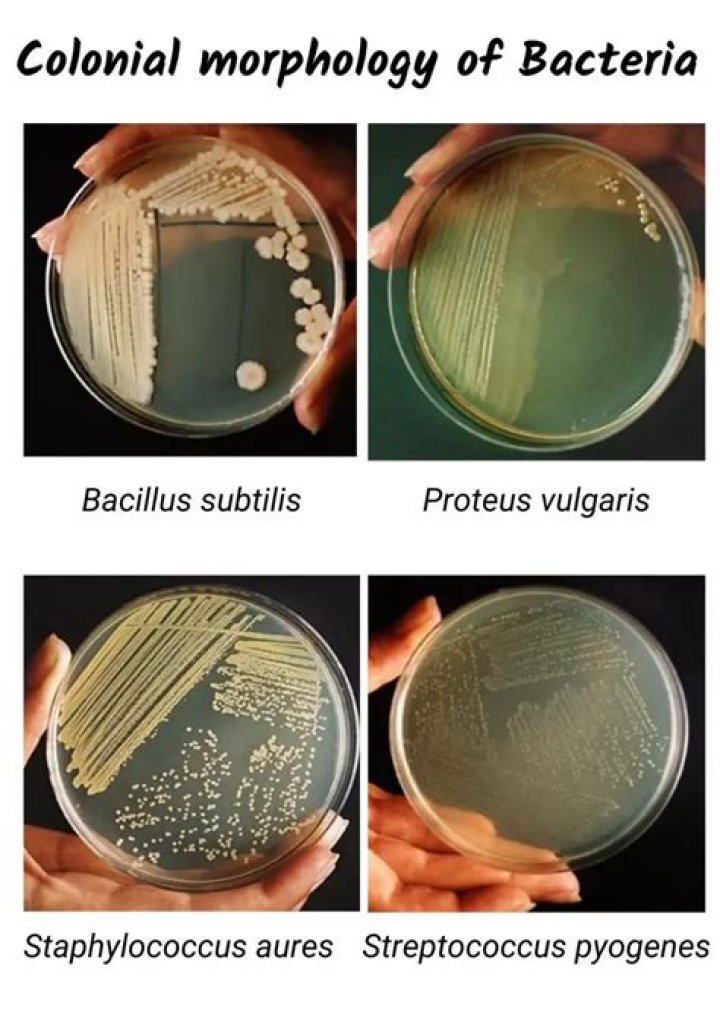 For colony of bacteria?