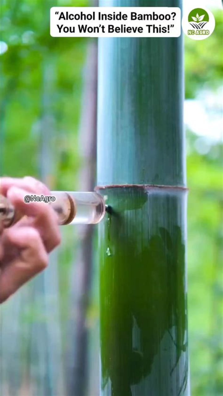 Has anyone ever injected alcohol?