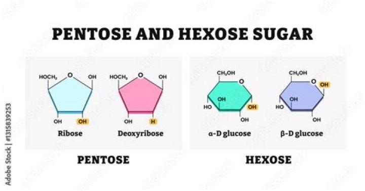 Has ribose as its pentose sugar?