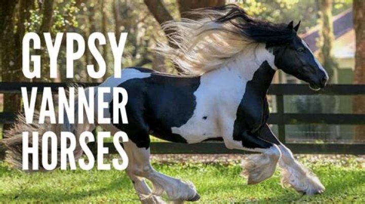 How big do gypsy vanners get?