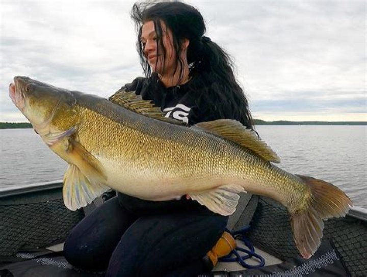 How big do zander get?
