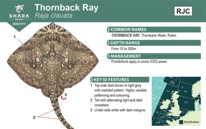How big is a thornback ray?