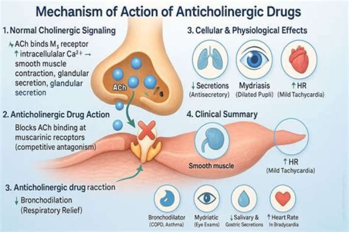 How do anticholinesterase inhibitors work?