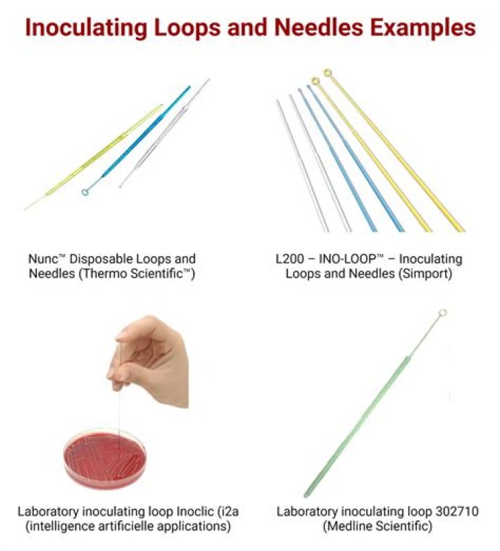 How inoculating loop and needle can be sterilized?