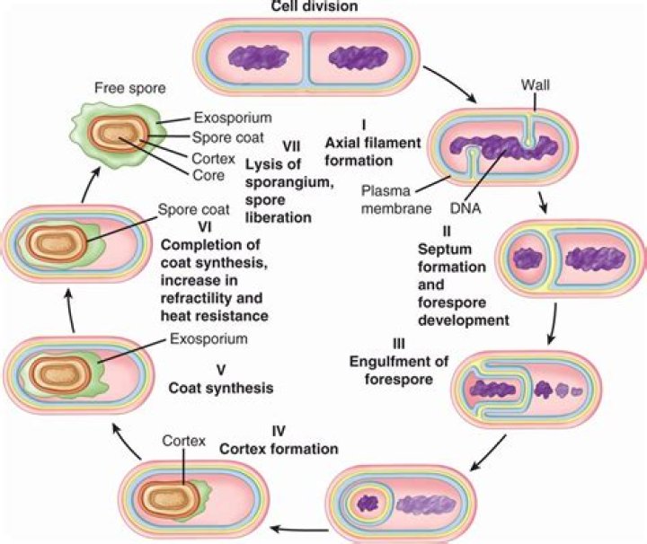 How is bacteria reproduced?