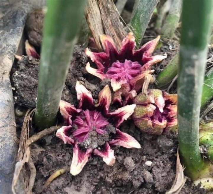 How long do aspidistras live?
