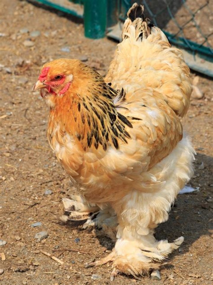 How long do cochins lay eggs?