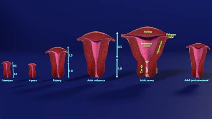 How long does involution of the uterus take?