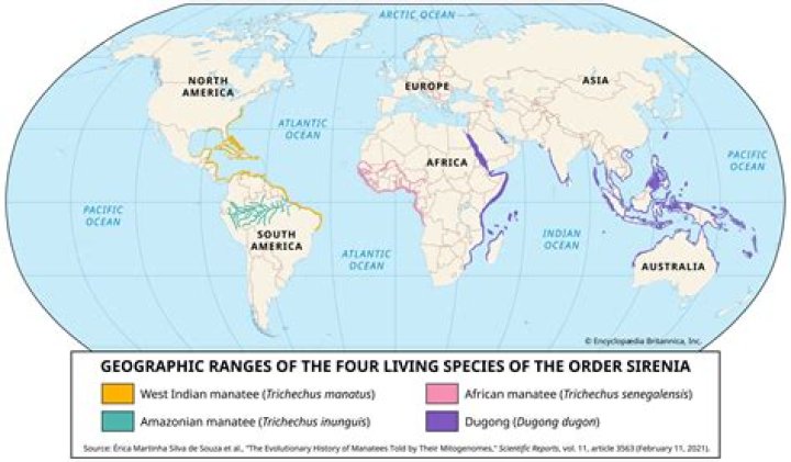 How many amazonian manatees are left?