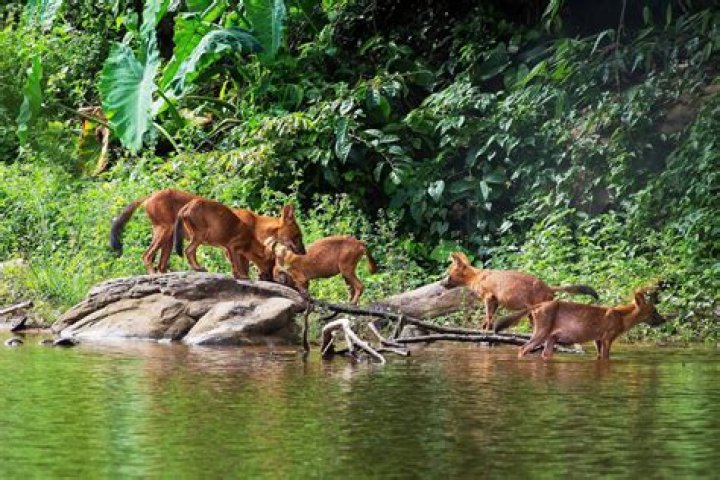 How many dholes can kill a tiger?