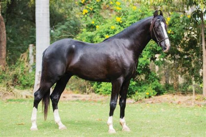 How many marwari horses are there in india?