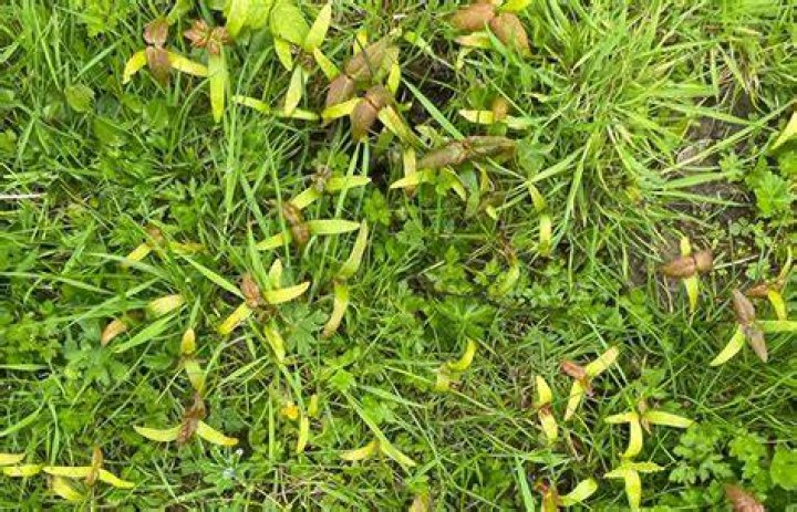 How many sycamore seeds to kill a horse?