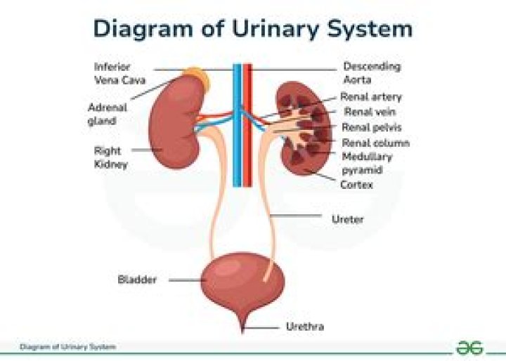 How many urethras do you have?