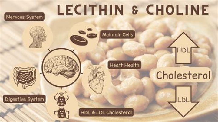 How much choline in lecithin?
