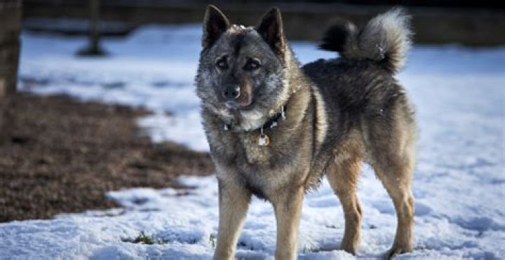 How much do norwegian elkhounds cost?