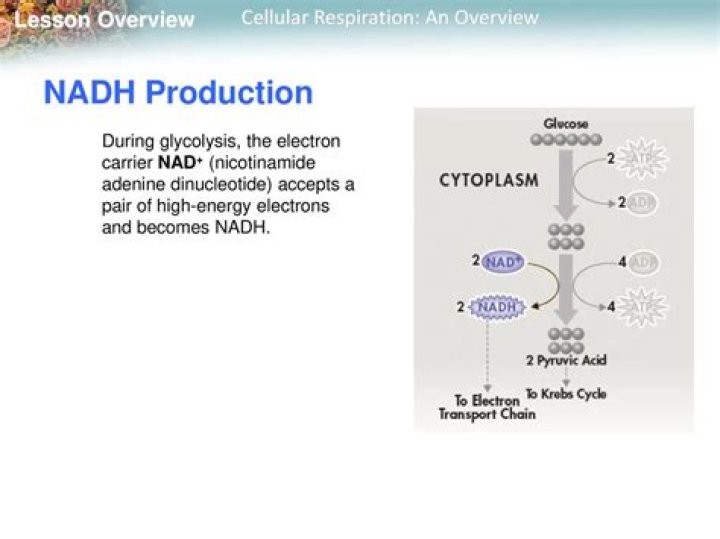 How nadh is formed?