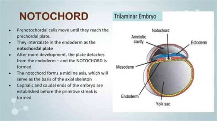 How prechordal is formed?