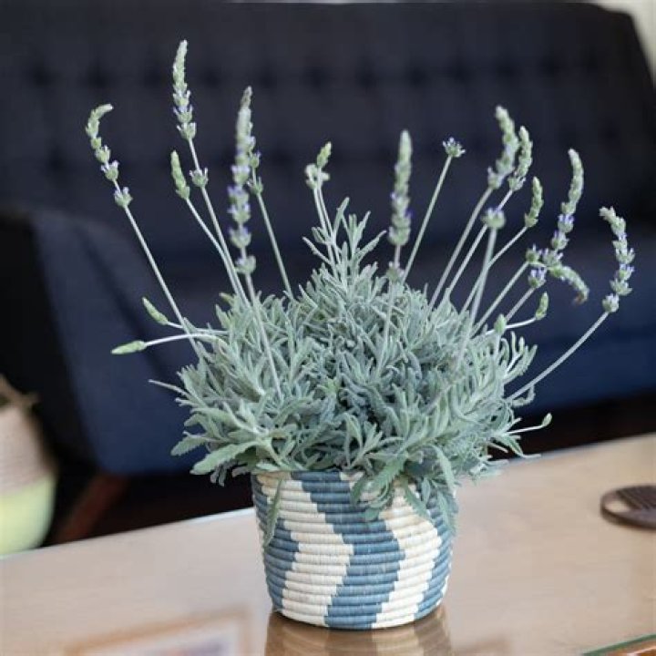 How to care for goodwin creek lavender?