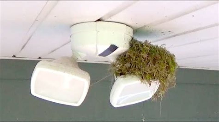 How to deter bird nest building?