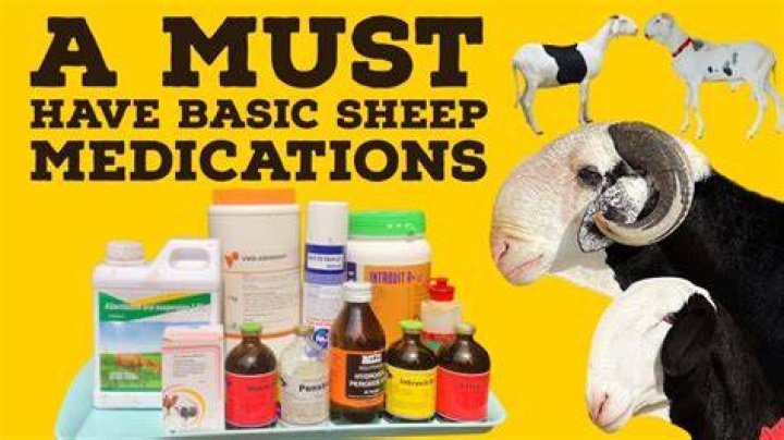 How to get a sick sheep to eat?