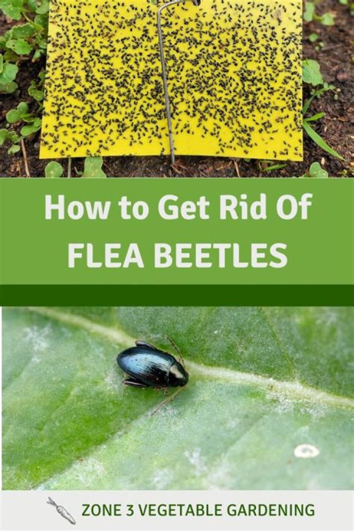 How to get rid of flea beetles?