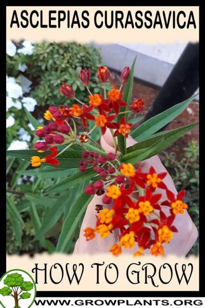 How to grow asclepias curassavica?