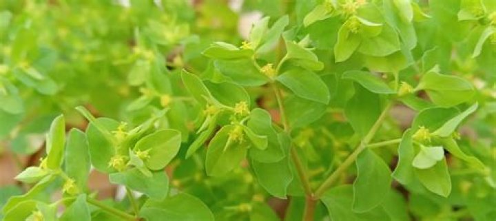 How to grow euphorbia peplus?