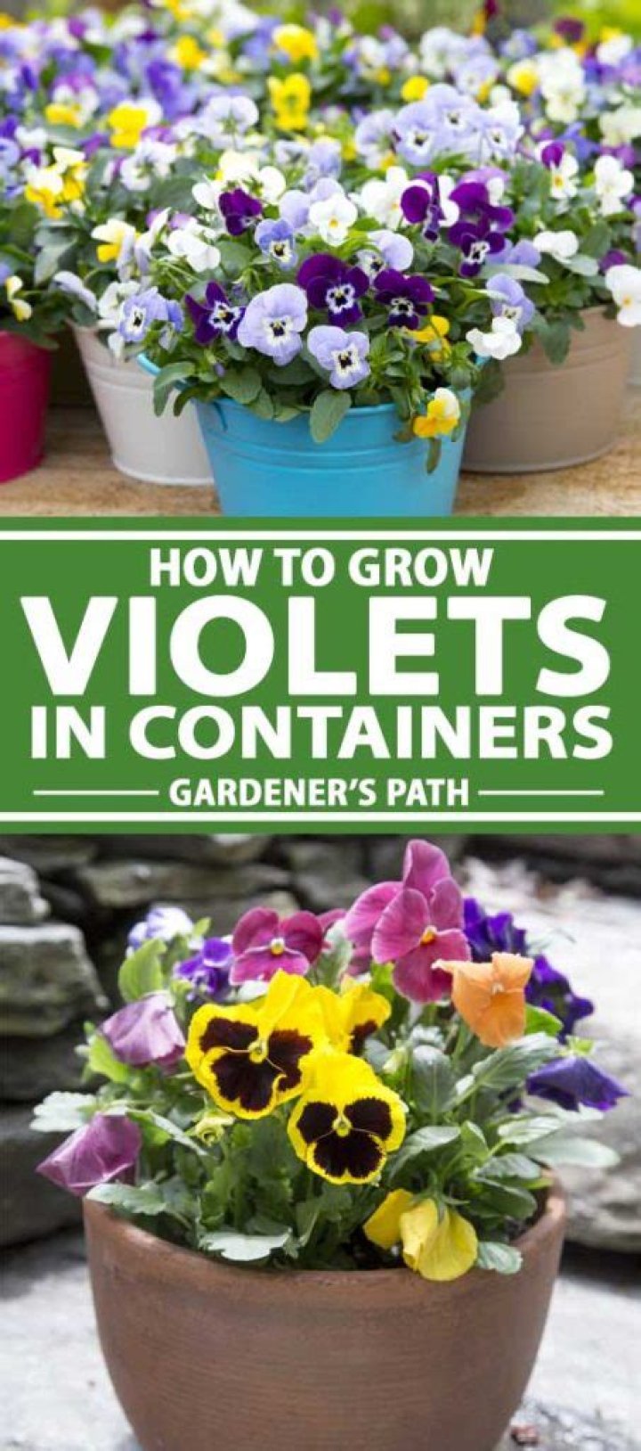 How to grow violets?