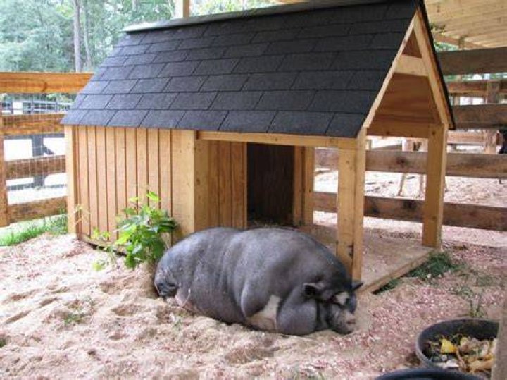 How to house a pot belly pig?