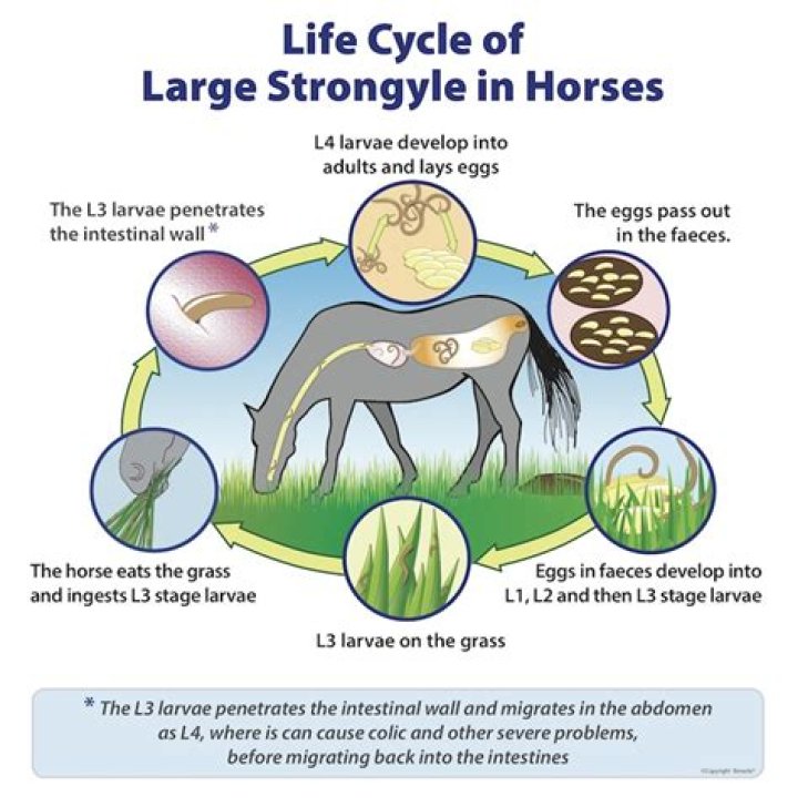 How to prevent strongyles in horses?