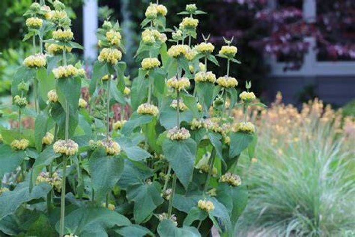 How to propagate phlomis russeliana?