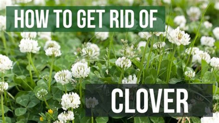 How to remove clover?