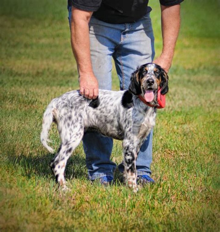 How to train english setter puppies?