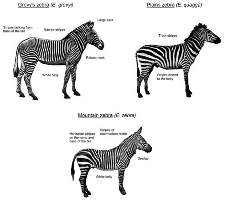 How zebras got their stripes?