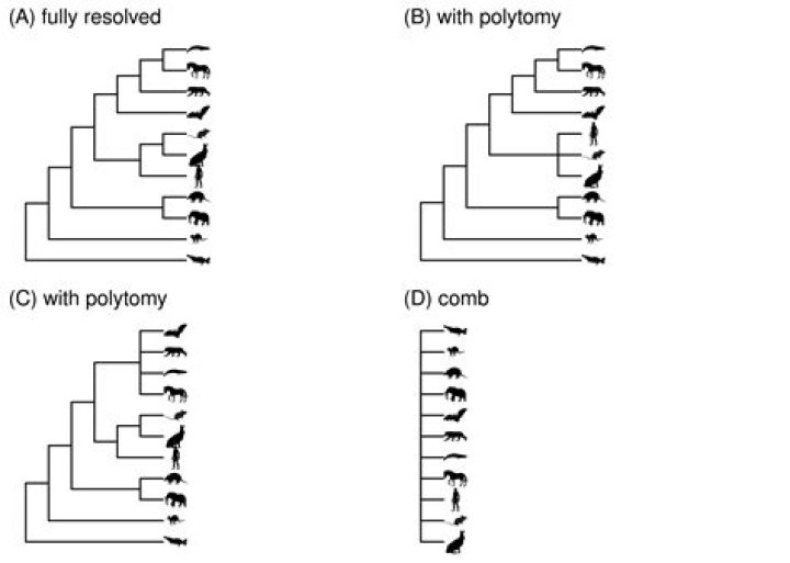 In a phylogenetic tree a polytomy occurs where?