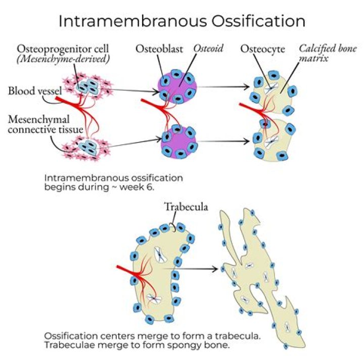 In intramembranous ossification newly formed bone?