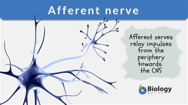 In the afferent nerves?