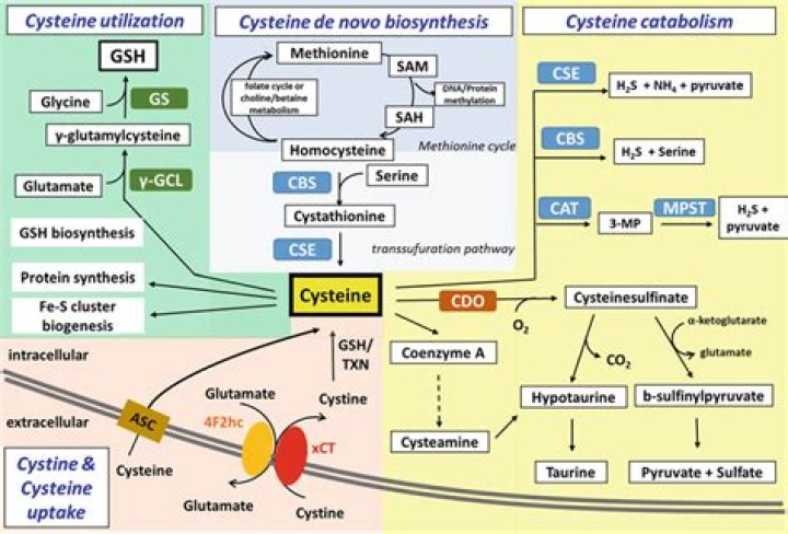 In the synthesis of cysteine the carbon skeleton is provided by?