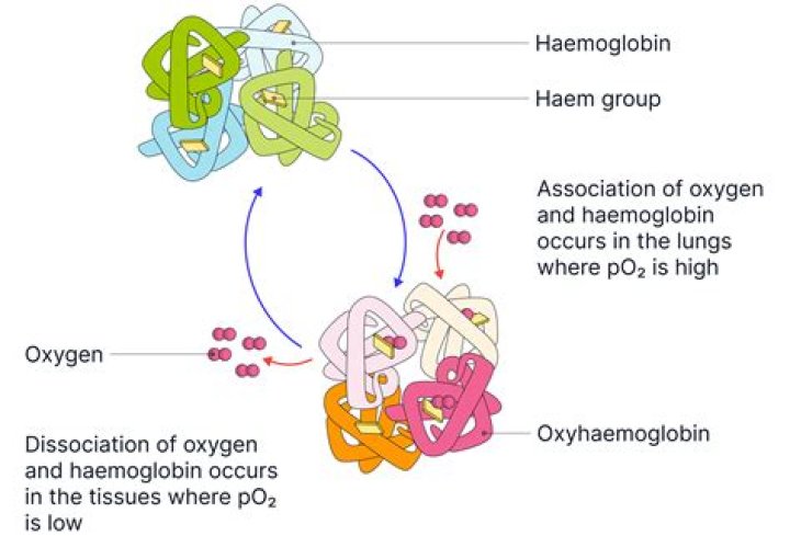 In the transformation of oxyhaemoglobin to deoxyhaemoglobin?