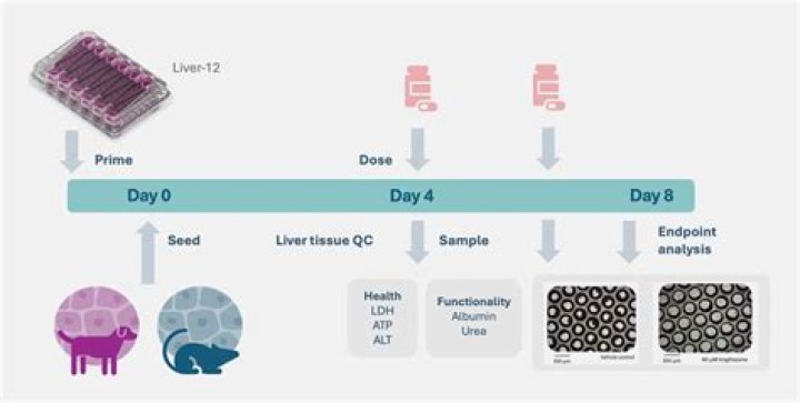 In vitro hepatotoxicity assay?