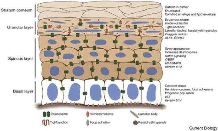 In what epidermal layer is tyrosinase functioning?