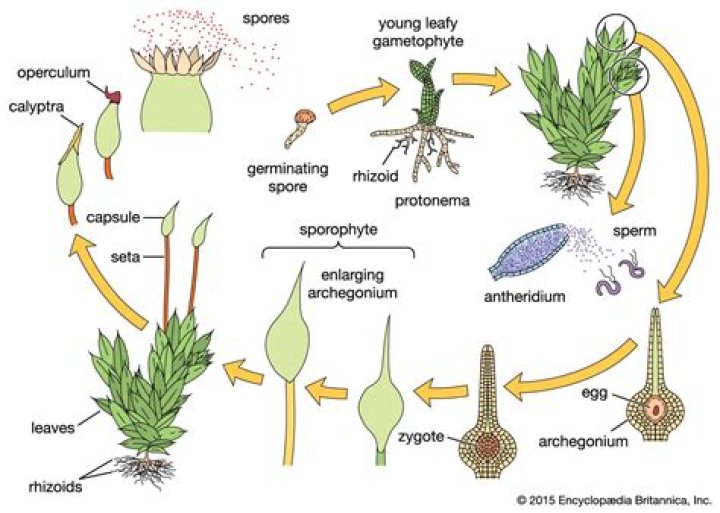 In which bryophytes the sporophyte is embedded in the thallus?