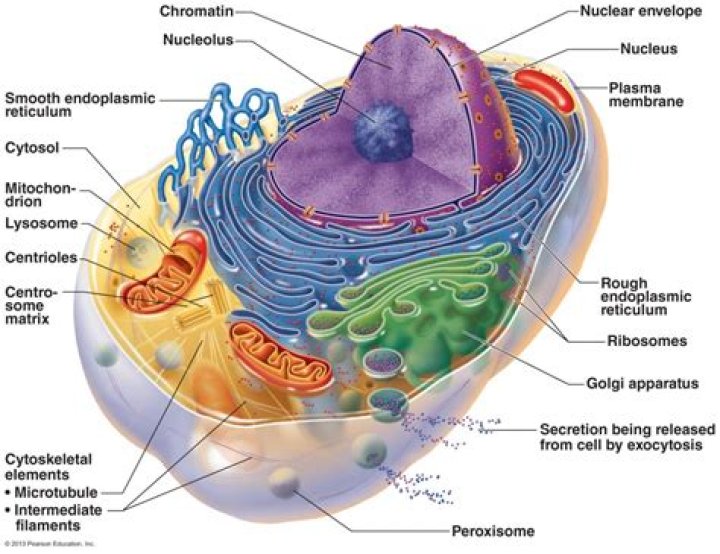 In which cell organelle nucleic acid is absent?