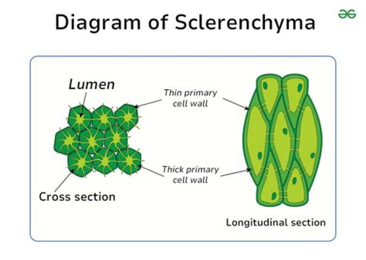 Is a function of sclereids?